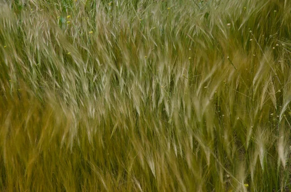 Aveia Avena Mostarda Shortpod Hirschfeldia Incana Movendo Pelo Vento Aldea — Fotografia de Stock