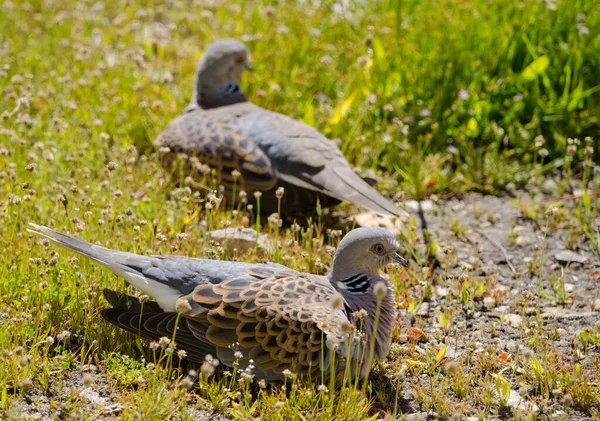 Tartaruga Europeia Pombas Streptopelia Turtur Banhos Sol Reserva Natural Integral — Fotografia de Stock