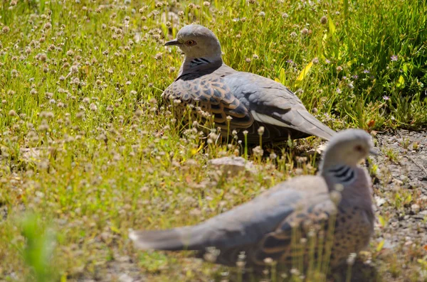 Evropská Želva Holubice Streptopelia Turtur Opalování Integral Natural Reserve Inagua — Stock fotografie