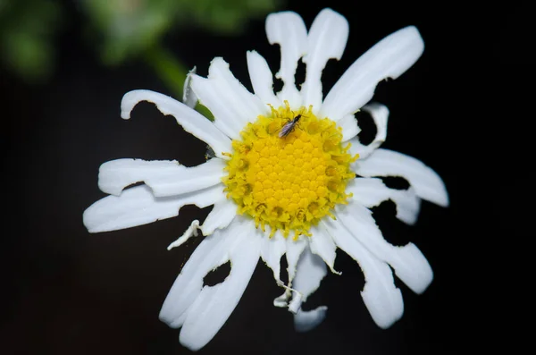Marguerite Argyranthemum Adauctum Canariense Zjadane Przez Owady Integralny Rezerwat Przyrody — Zdjęcie stockowe