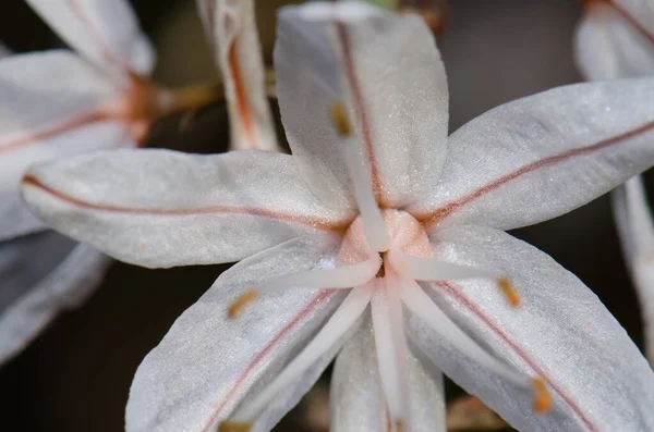 Flor Verano Asphodel Asphodelus Aestivus Reserva Natural Integral Inagua Gran —  Fotos de Stock