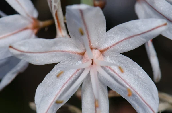 Nyár Virága Asphodelus Aestivus Inagua Természetes Rezervátuma Canaria Nagyi Kanári — Stock Fotó