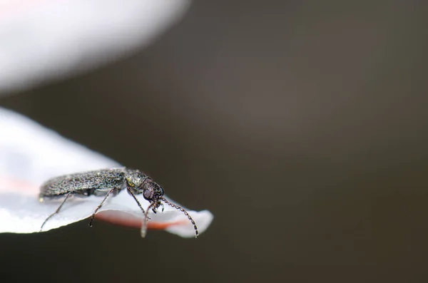 ビートル デイセンスは花弁の上で花茎を出します Inaguaの総合自然保護区 グラン カナリア カナリア諸島 スペイン — ストック写真