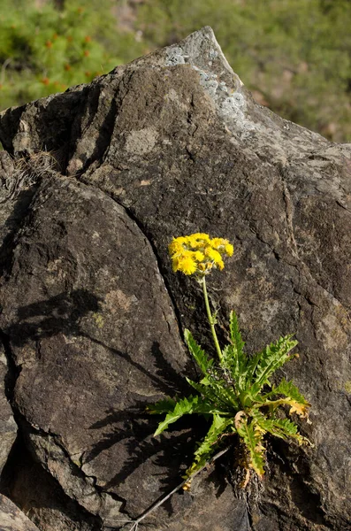 Rostlina Sonchus Acaulis Květu Integral Natural Reserve Inagua Babi Canaria — Stock fotografie