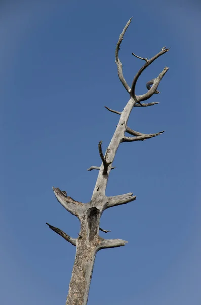 Сосна Pinus Canariensis Dead Canary Island Інтегральний Природний Заповідник Інагуа — стокове фото