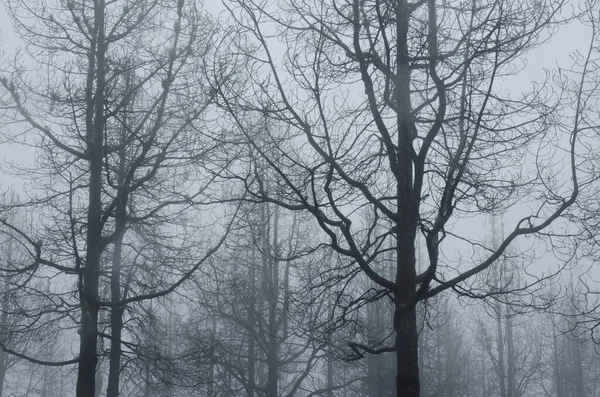 Forêt Brûlée Pin Des Canaries Pinus Canariensis Dans Brouillard Parc — Photo