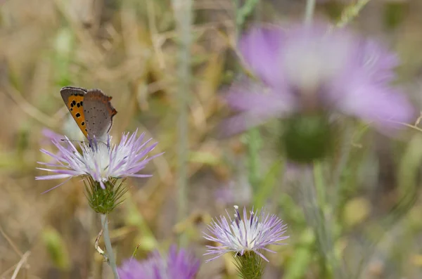 Small Copper Lycaena Phlaeas Feeding Flower Purple Milk Thistle Galactites — Stock Photo, Image