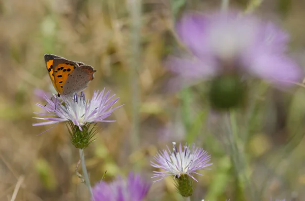 Small copper Lycaena phlaeas feeding on a flower of purple milk thistle Galactites tomentosa. Reserve of Inagua. Gran Canaria. Canary Islands. Spain.