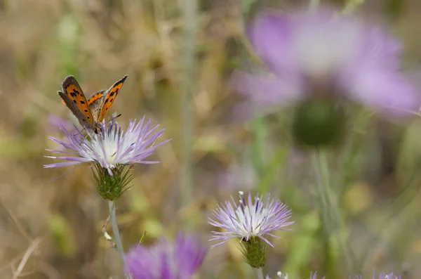 Small copper Lycaena phlaeas feeding on a flower of purple milk thistle Galactites tomentosa. Reserve of Inagua. Gran Canaria. Canary Islands. Spain.