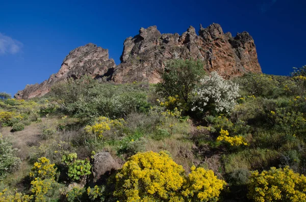 Στο Chirimique Cliff Στο Αγροτικό Πάρκο Nublo Τεχέντα Γκραν Κανάρια — Φωτογραφία Αρχείου