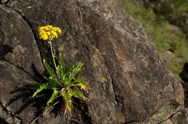 花にSonchus Acaulisを植えます Inaguaの総合自然保護区 グラン カナリア カナリア諸島 スペイン ロイヤリティフリーのストック画像