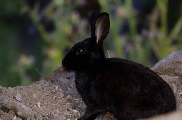 Melanistik Avrupa Tavşanı Oryctolagus Cuniculus Integral Inagua Doğal Rezervi Tejeda — Stok fotoğraf