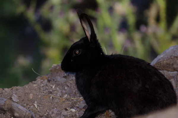 Меланистический Европейский Кролик Oryctolagus Cuniculus Интегральный Природный Заповедник Инагуа Техеда — стоковое фото