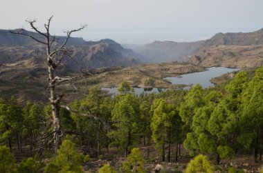 Las Ninas barajı. Nublo Kırsal Parkı. Büyük Kanarya. Kanarya Adaları. İspanya.