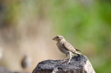 Kaya serçesi Petronia Petronia. Çocuk işi. El Toscon 'da. Nublo Kırsal Parkı. Tejeda. Büyük Kanarya. Kanarya Adaları. İspanya.