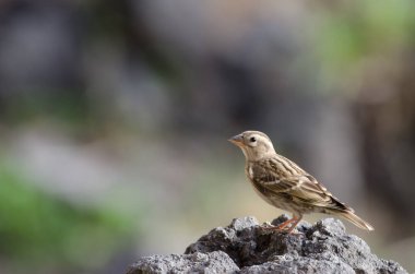 Kaya serçesi Petronia Petronia. El Toscon 'da. Nublo Kırsal Parkı. Tejeda. Büyük Kanarya. Kanarya Adaları. İspanya.