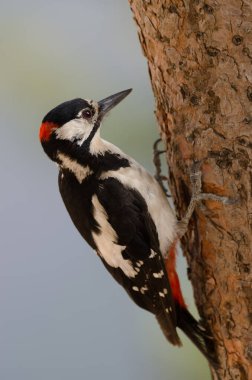 Büyük benekli ağaçkakan Dendrocopos Major Thanneri. Erkek. Alsandara Dağı. Inagua 'nın Doğal Rezervi. Tejeda. Büyük Kanarya. Kanarya Adaları. İspanya.