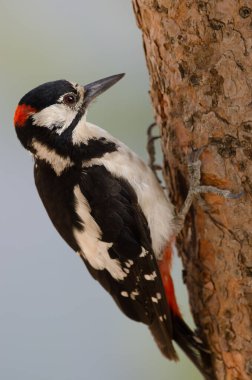 Büyük benekli ağaçkakan Dendrocopos Major Thanneri. Erkek. Alsandara Dağı. Inagua 'nın Doğal Rezervi. Tejeda. Büyük Kanarya. Kanarya Adaları. İspanya.