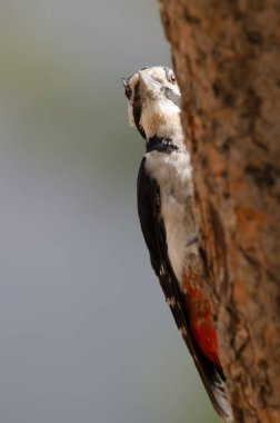 Büyük benekli ağaçkakan Dendrocopos Major Thanneri. Erkek. Alsandara Dağı. Inagua 'nın Doğal Rezervi. Tejeda. Büyük Kanarya. Kanarya Adaları. İspanya.