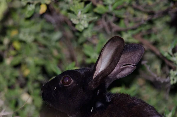Melanistik Avrupa Tavşanı Oryctolagus Cuniculus Integral Inagua Doğal Rezervi Tejeda — Stok fotoğraf