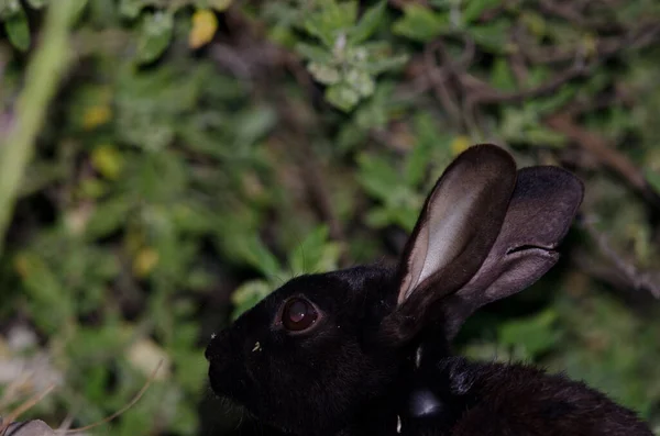 European rabbits Stock Photos, Royalty Free European rabbits Images ...