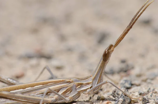 Short Horned Grasshopper Truxalis Nasuta Cruz Pajonales Integral Natural Reserve — Stock Photo, Image