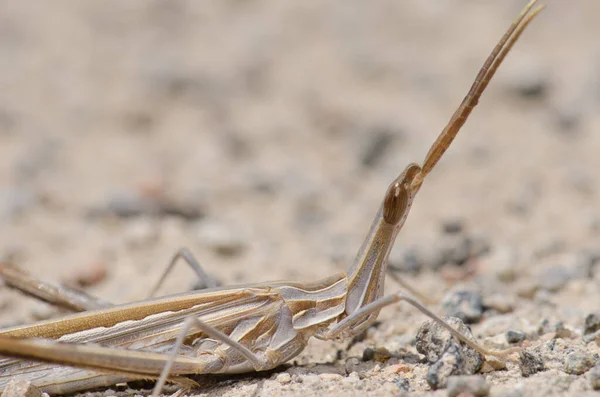 Sauterelle Cornes Courtes Truxalis Nasuta Cruz Pajonales Réserve Naturelle Intégrale — Photo