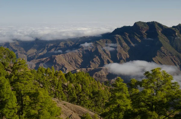 Arka planda Integral Doğal Rezerv (Integral Natural Reserve) ve Tamadaba Natural Park. Büyük Kanarya. Kanarya Adaları. İspanya.