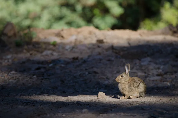 Conejo Europeo Oryctolagus Cuniculus Reserva Natural Integral Inagua Tejeda Gran —  Fotos de Stock