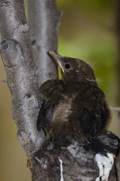 Nestling Common Blackbird Turdus Merula Cabrerae Cruz Pajonales Integral Natural — Stock Photo, Image