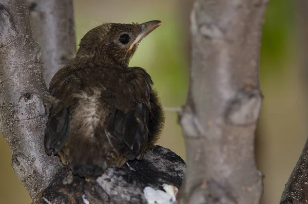 共通の黒鳥Turdus Merula Cabrerae クルズ パジョナレス Inaguaの総合自然保護区 テジェダ グラン カナリア カナリア諸島 — ストック写真
