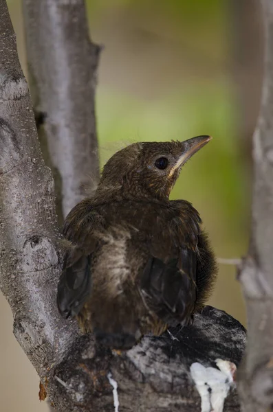 Nestling Pospolity Kos Turdus Merula Cabrerae Jestem Cruz Pajonales Integralny — Zdjęcie stockowe