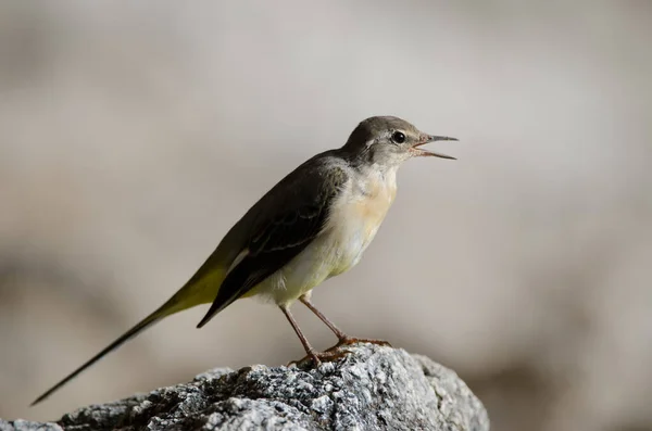 Grijze Kwikstaart Motacilla Cinerea Canariensis Aan Lijn Toscon Het Nublo — Stockfoto