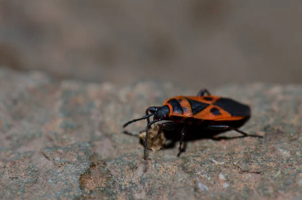 Morze Śródziemne Czerwony Robak Scantius Aegyptius Karmienia Toscon Park Wiejski — Zdjęcie stockowe