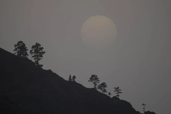 夕日にカナリア諸島の松マツのカナリエンシスとAlsandara山の斜面 Inaguaの予約 テジェダ グラン カナリア カナリア諸島 スペイン — ストック写真
