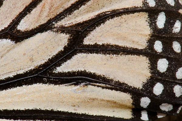 Sous Aile Papillon Monarque Danaus Plexippus Montagne Alsandara Réserve Inagua — Photo