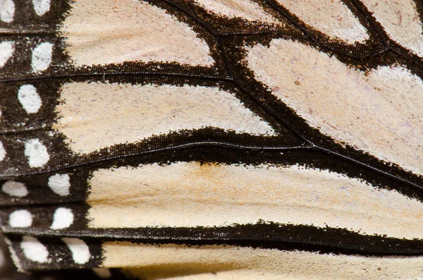 Sous Aile Papillon Monarque Danaus Plexippus Montagne Alsandara Réserve Inagua — Photo