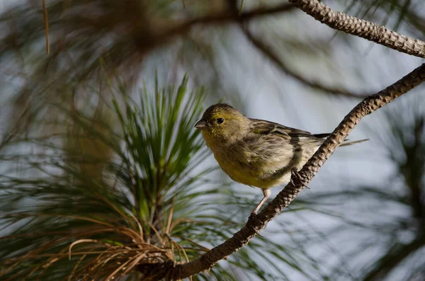 Canario Atlántico Serinus Canaria Montaña Alsandara Reserva Natural Integral Inagua — Foto de Stock