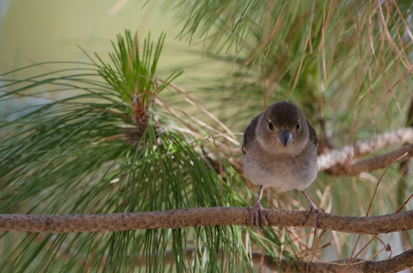 Granatowy Chaffinch Gran Canarii Fringilla Polatzeki Młodociany Góra Alsandara Rezerwat — Zdjęcie stockowe