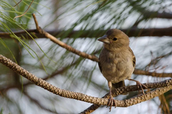 Granatowy Chaffinch Gran Canarii Fringilla Polatzeki Młodociany Góra Alsandara Rezerwat — Zdjęcie stockowe