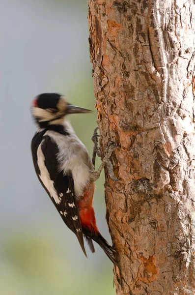 Buntspecht Dendrocopos Major Thanneri Männchen Bohren Einen Baum Nach Nahrung — Stockfoto