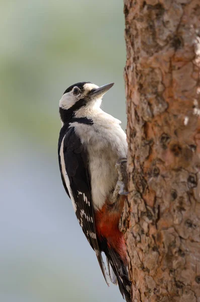 Buntspecht Dendrocopos Major Thanneri Männlich Alsandara Berg Naturreservat Von Inagua — Stockfoto