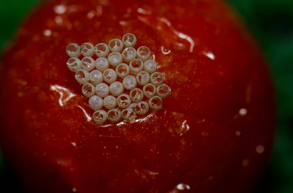 南方绿色臭虫的蛋在樱桃番茄上 Schamann 大加那利亚帕尔马斯大加那利亚加那利群岛 西班牙 — 图库照片
