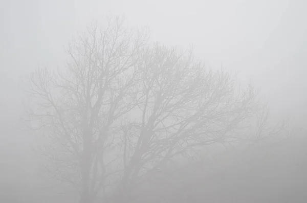 Sladký Kaštan Castanea Sativa Mlze Venkovský Park Nublo Babi Canaria — Stock fotografie