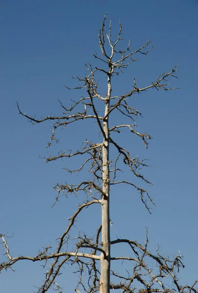 Tote Kanarische Kiefer Pinus Canariensis Naturreservat Von Inagua Gran Canaria Stockbild