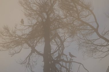 Ağaç ve Kanarya Adaları kuzgunları Corvus corax kanariensis, şafak vakti. Nublo Kırsal Parkı. Büyük Kanarya. Kanarya Adaları. İspanya.