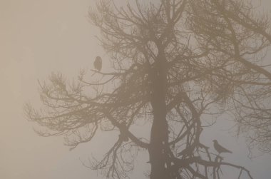 Ağaç ve Kanarya Adaları kuzgunları Corvus corax kanariensis, şafak vakti. Nublo Kırsal Parkı. Büyük Kanarya. Kanarya Adaları. İspanya.