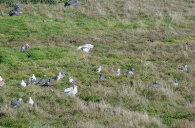 Evcil güvercin sürüsü Columba Livia domestica bir çayır üzerinde. Büyük Kanarya. Kanarya Adaları. İspanya.