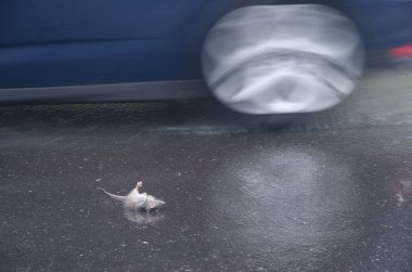 Siyah Rattus çıngıraklı yılanı üzerinden geçti. Çocuk işi. Büyük Kanarya. Kanarya Adaları. İspanya.