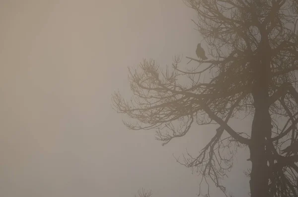 夜明けに霧の中でツリーとカナリア諸島のカラスCorvus Corax Canariensis ヌブロ農村公園 グラン カナリア カナリア諸島 スペイン — ストック写真